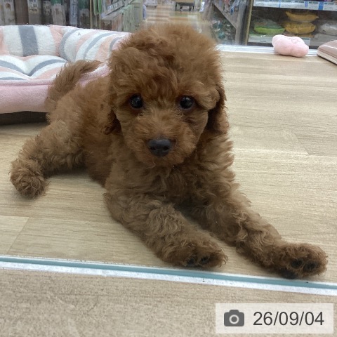 愛知県のトイプードル(トイ) (ペットプラス みなと店/2026年7月1日生まれ/男の子/レッド)の子犬の4枚目の画像