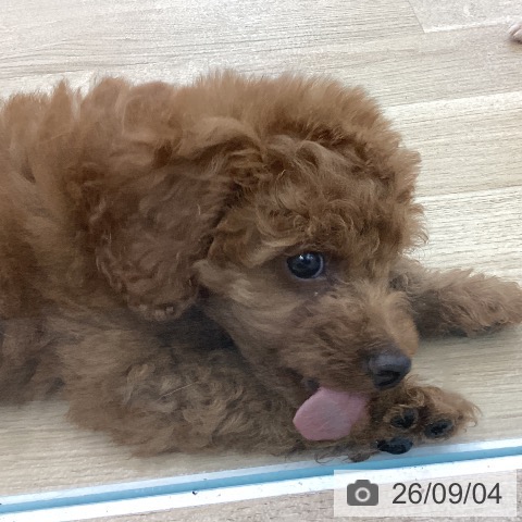 愛知県のトイプードル(トイ) (ペットプラス みなと店/2026年7月1日生まれ/男の子/レッド)の子犬の3枚目の画像