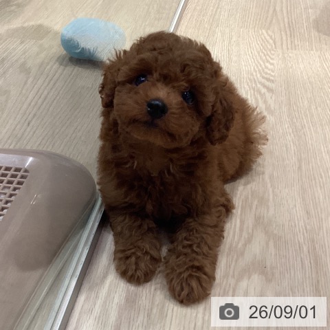 トイ・プードルの写真