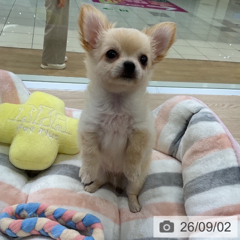 チワワの写真