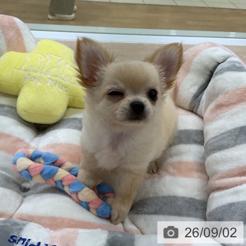 チワワの写真