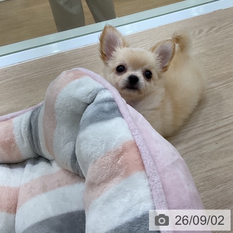 チワワの写真