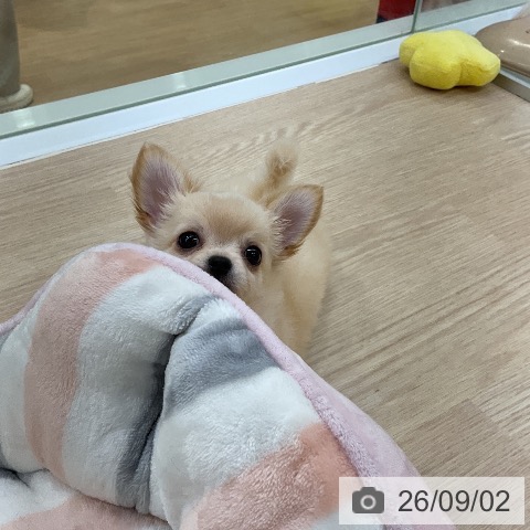 チワワの写真