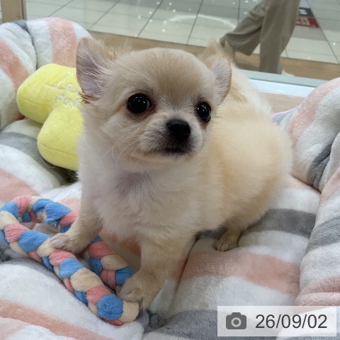 チワワの写真