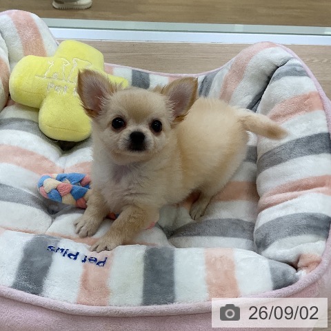 チワワの写真