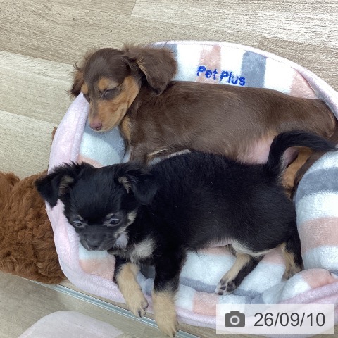 ミニチュア・ダックスフンドの写真