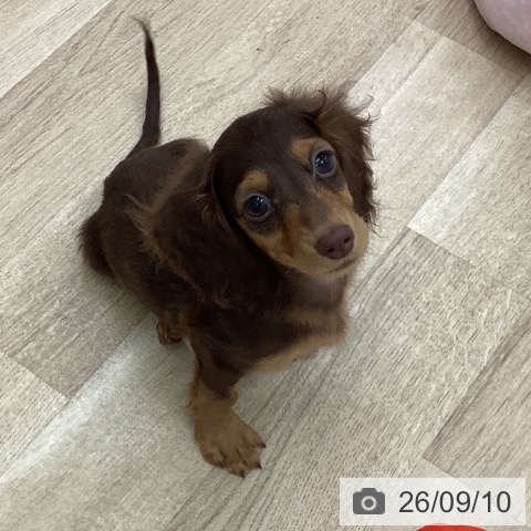 ミニチュア・ダックスフンドの写真