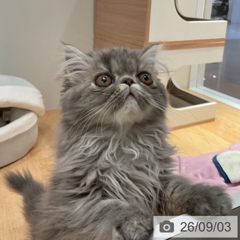 エキゾチックの写真