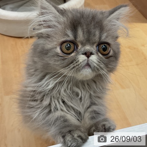エキゾチックの写真