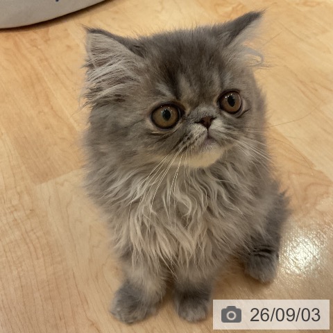 エキゾチックの写真