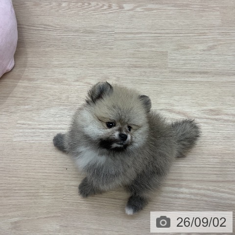 ポメラニアンの写真