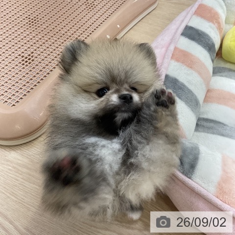 ポメラニアンの写真