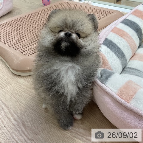 ポメラニアンの写真