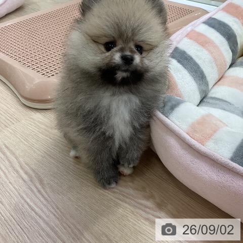 ポメラニアンの写真