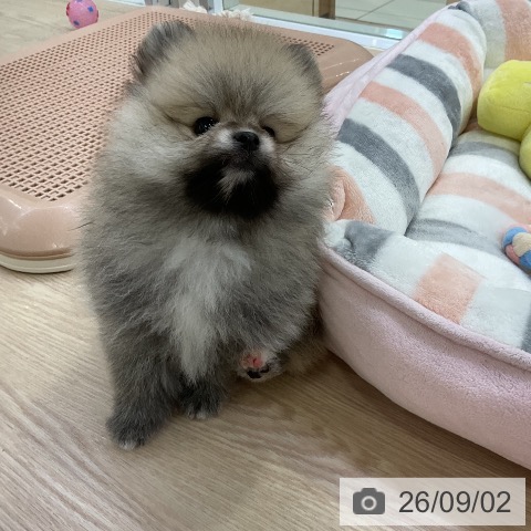 ポメラニアンの写真