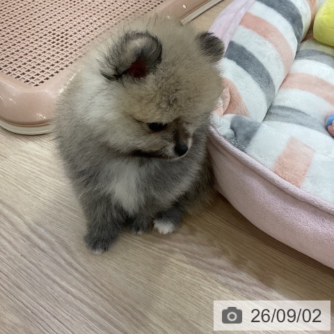ポメラニアンの写真