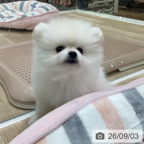 岐阜県のポメラニアン (ペットプラス 各務原店/2026年7月2日生まれ/女の子/クリーム)の子犬の4枚目の画像