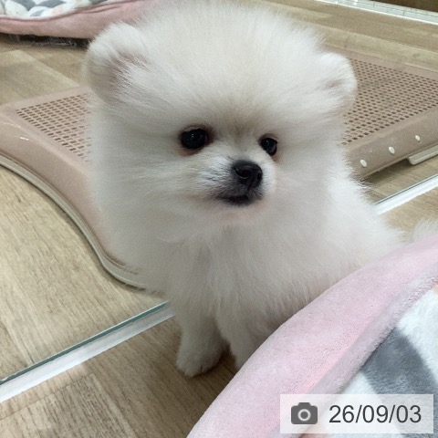 岐阜県のポメラニアン (ペットプラス 各務原店/2026年7月2日生まれ/女の子/クリーム)の子犬の3枚目の画像