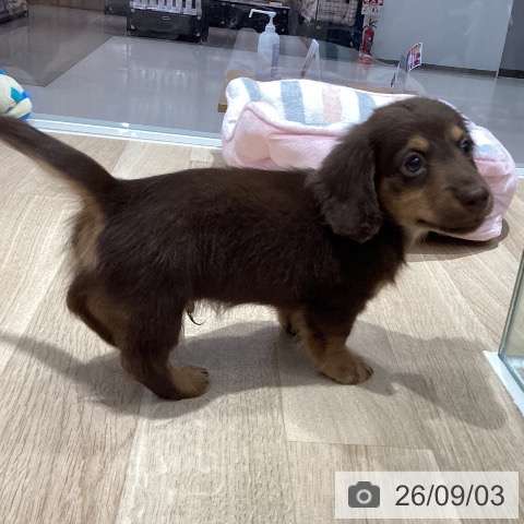 ミニチュア・ダックスフンドの写真