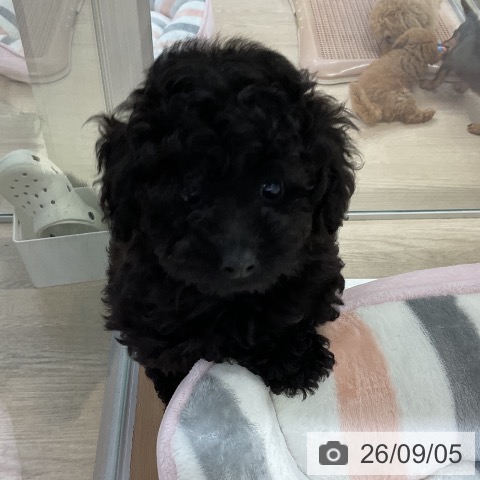 愛知県のトイプードル(トイ) (ペットプラス ナゴヤドーム前店/2026年6月29日生まれ/男の子/ブラック)の子犬の3枚目の画像