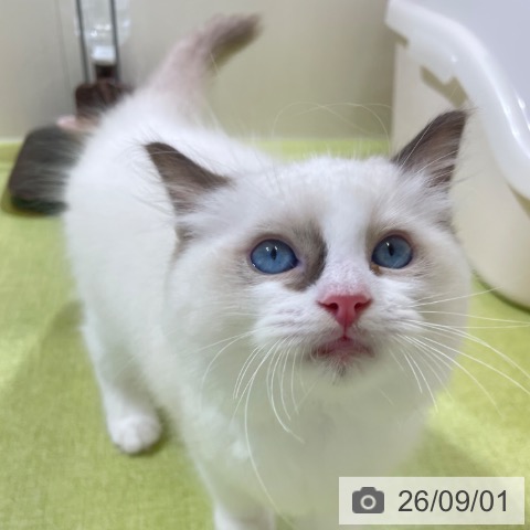 ラグドールの写真