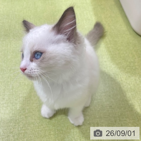 ラグドールの写真