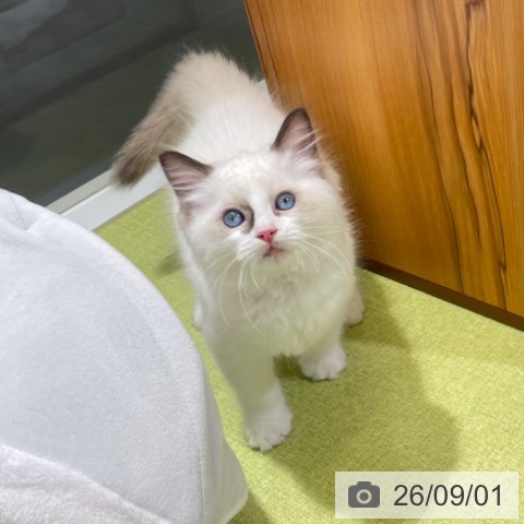 ラグドールの写真