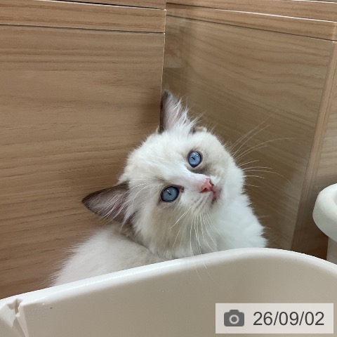 ラグドールの写真