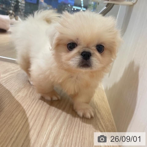 ペキニーズの写真