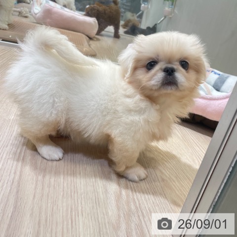 ペキニーズの写真