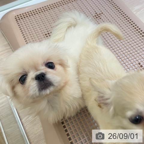ペキニーズの写真