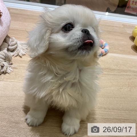 愛知県のペキニーズ (ペットプラス イオンモール豊川店/2026年7月1日生まれ/女の子/ホワイト)の子犬の3枚目の画像