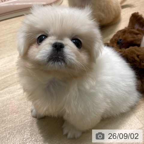 ペキニーズの写真
