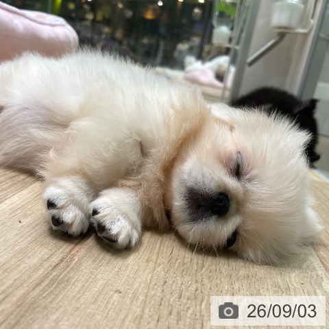 ペキニーズの写真