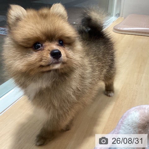 ポメラニアンの写真