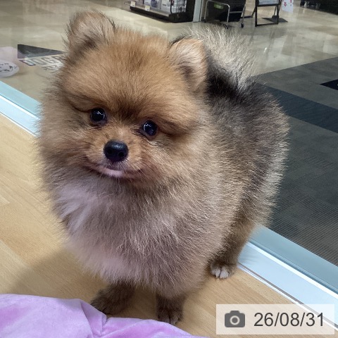 ポメラニアンの写真