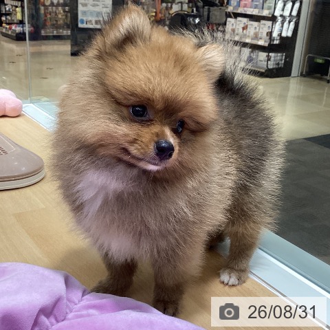 ポメラニアンの写真