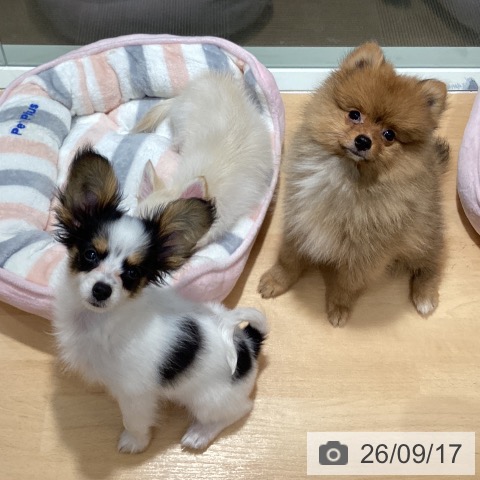 石川県のポメラニアン (ペットプラス 新小松店/2026年7月2日生まれ/男の子/オレンジ)の子犬の4枚目の画像