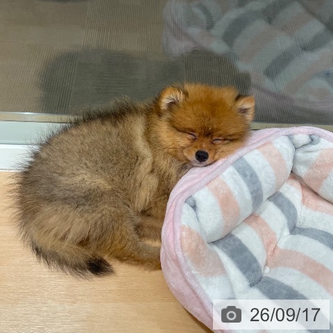 石川県のポメラニアン (ペットプラス 新小松店/2026年7月2日生まれ/男の子/オレンジ)の子犬の3枚目の画像
