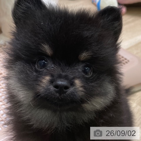 ポメラニアンの写真