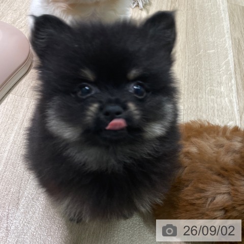 ポメラニアンの写真