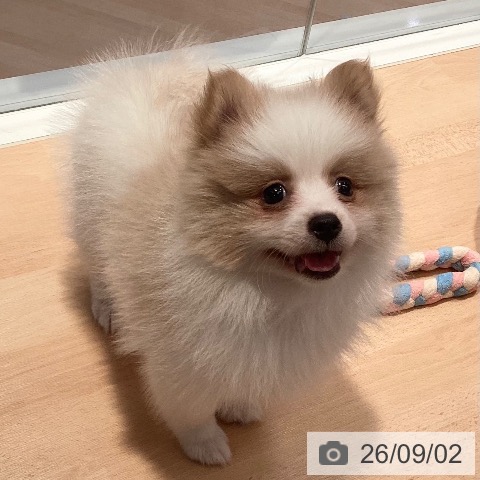 ポメラニアンの写真