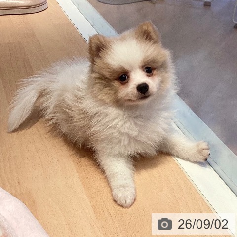 ポメラニアンの写真