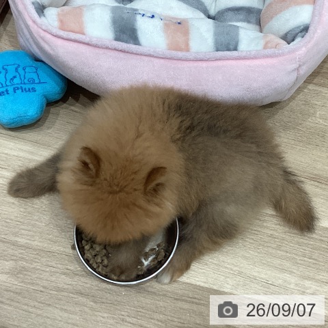 ポメラニアンの写真