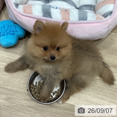 ポメラニアンの写真