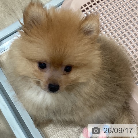 愛知県のポメラニアン (ペットプラス 東浦店/2026年7月1日生まれ/男の子/オレンジ)の子犬の4枚目の画像