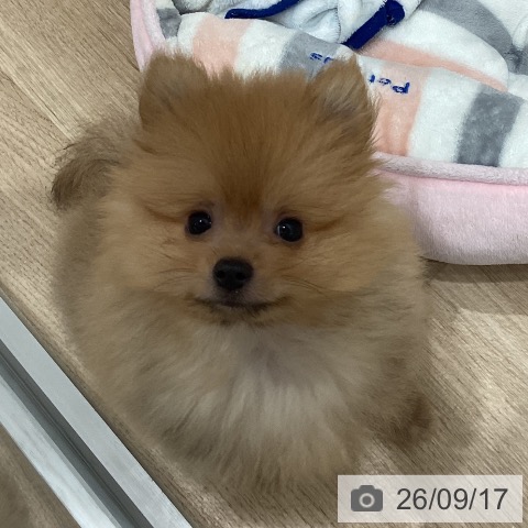 愛知県のポメラニアン (ペットプラス 東浦店/2026年7月1日生まれ/男の子/オレンジ)の子犬の3枚目の画像