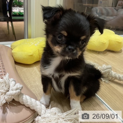 愛知県のチワワ(ロング) (ペットプラス イオンモール豊川店/2026年6月30日生まれ/男の子/ブラックタンホワイト)の子犬の4枚目の画像