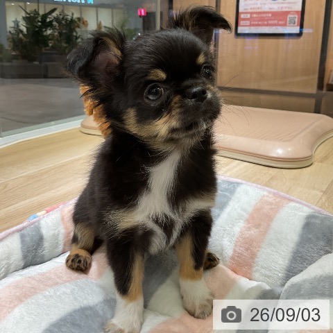 愛知県のチワワ(ロング) (ペットプラス イオンモール豊川店/2026年6月30日生まれ/男の子/ブラックタンホワイト)の子犬の3枚目の画像