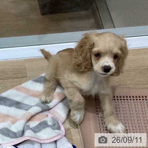 岩手県のアメリカンコッカースパニエル (ペットプラス 盛岡南店/2026年6月23日生まれ/女の子/バフホワイト)の子犬の3枚目の画像